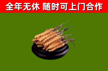广西回收冬虫夏草